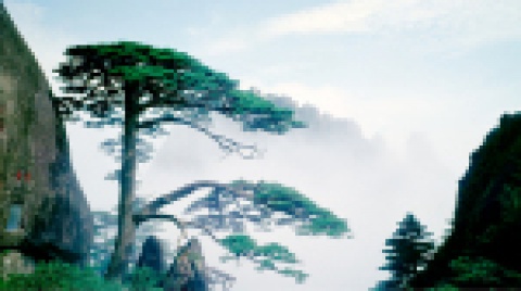 文旅开发-旺财28